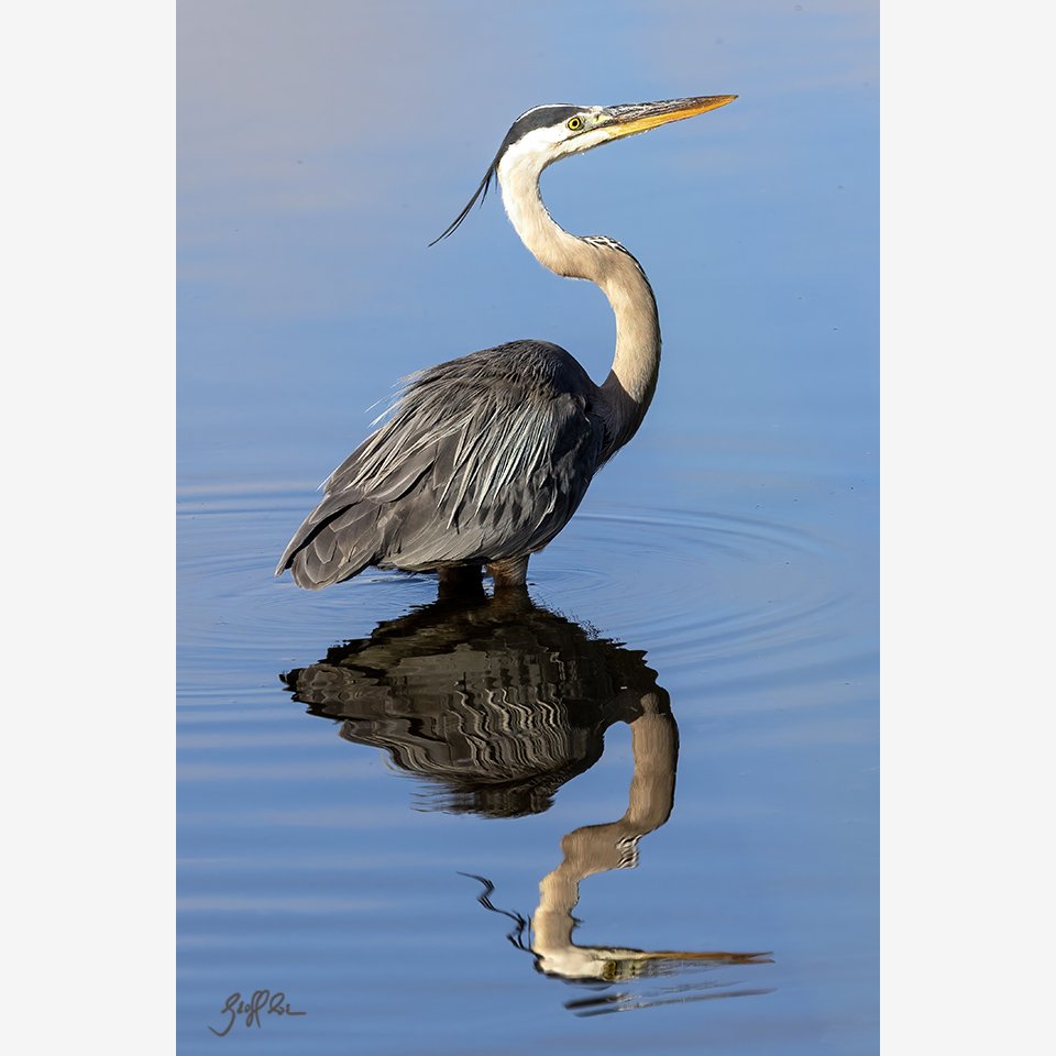 2909-Great Blue Heron Reflection — Wild Images Florida
